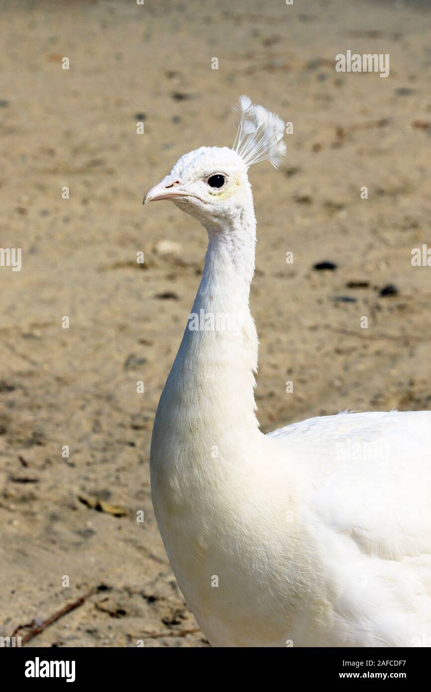 Un leucistic Pavone indiano, Pavo cristatus, presso il popcorn Park Zoo nel fiume a forcella, New Jersey Foto Stock