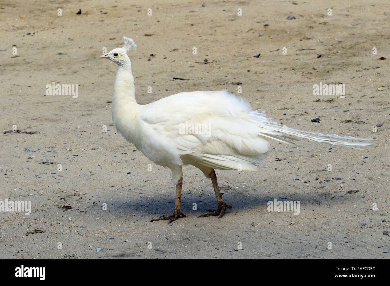 Un leucistic Pavone indiano, Pavo cristatus, presso il popcorn Park Zoo nel fiume a forcella, New Jersey Foto Stock