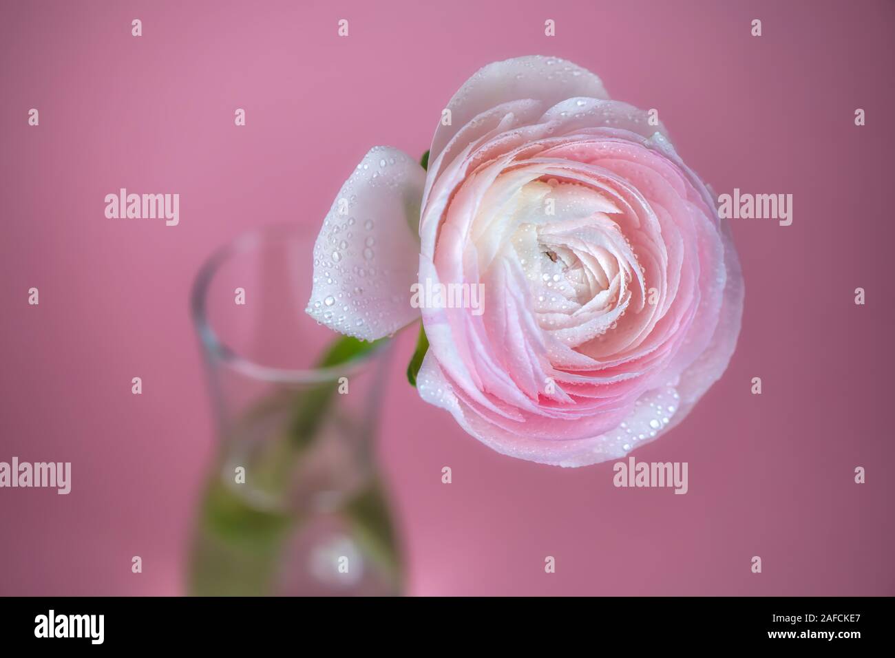 Bella delicata rosa rosa ranunculus in un vaso. Scheda. Close up. Horisontal Foto Stock