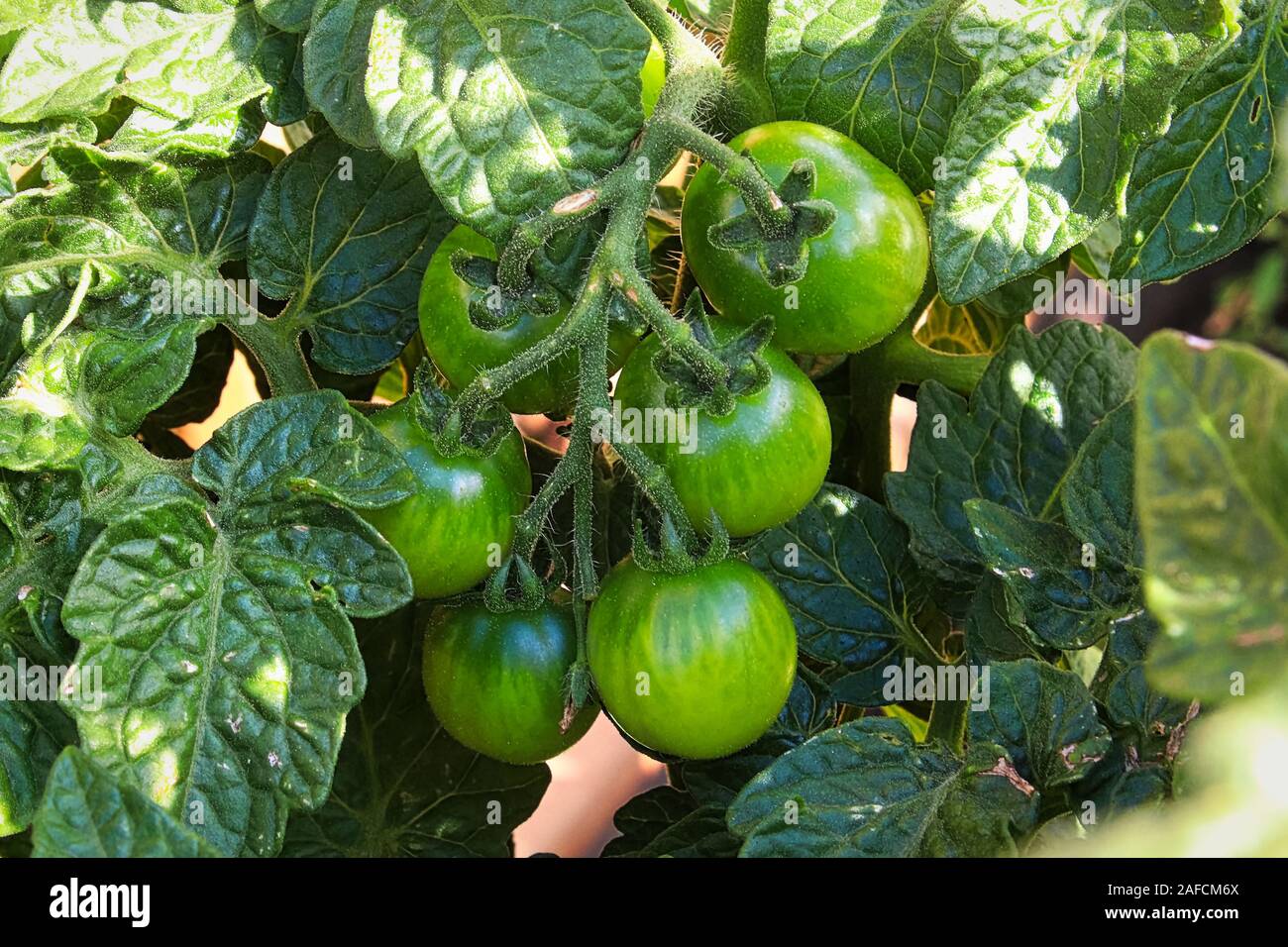 Vista ingrandita di pomodori verdi affastellati su una boccola di pomodoro Foto Stock