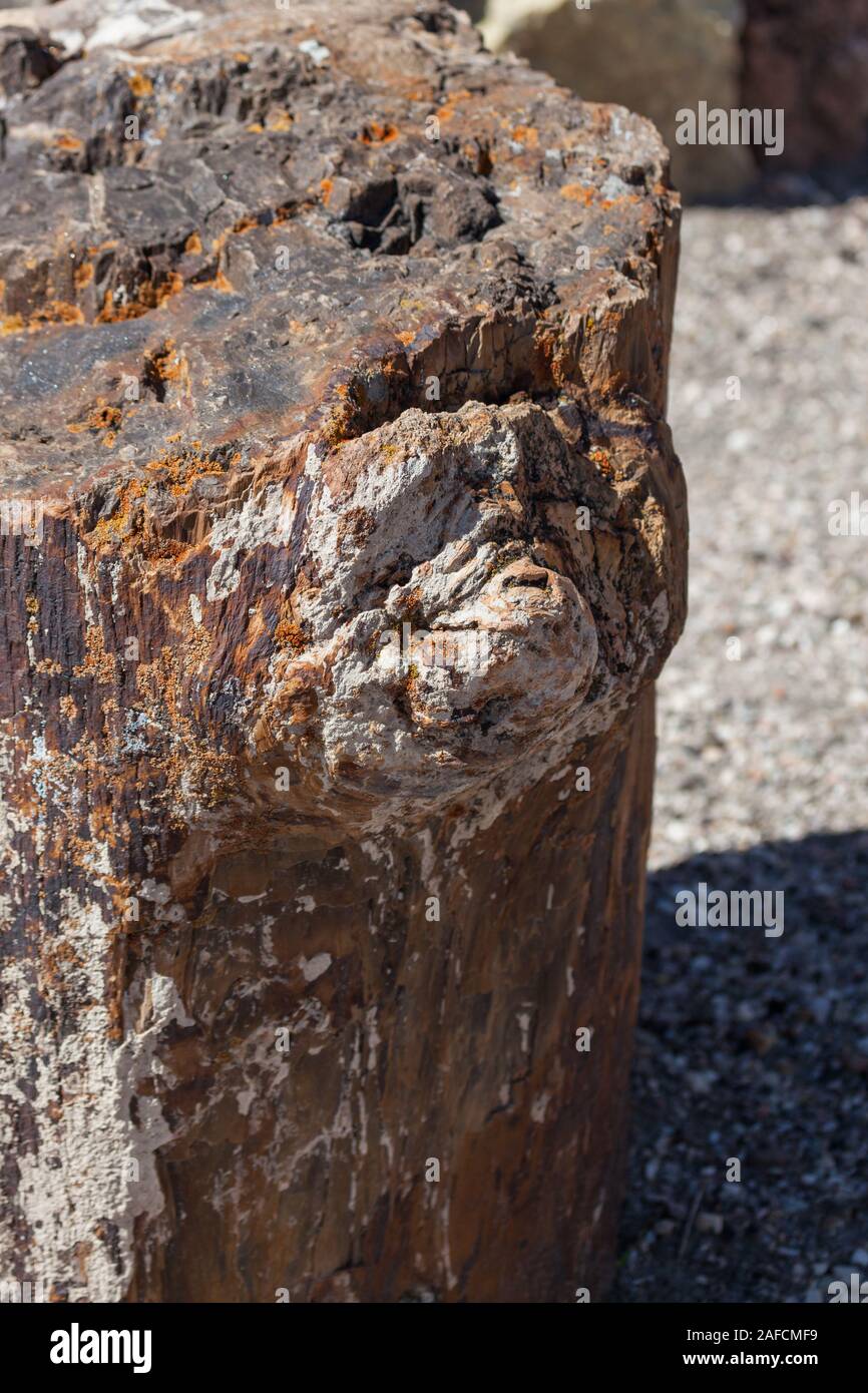 Un grande tronco di legno pietrificato con un nodo seduta nel pomeriggio di sole. Foto Stock