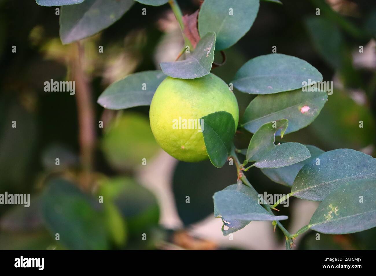 Agrumi (arancio, limone, pompelmo, mandarino, calce).I grappoli di freschi maturi giallo dei limoni limone sui rami di alberi in giardino indiano Foto Stock