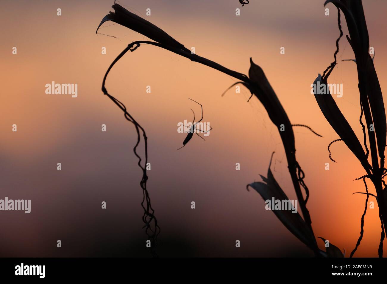 Fiori di prato nei primi giorni di sole la mattina fresca. Vintage paesaggio autunnale .un giardino comune spider sospesi dal tetto di una casa verde al tramonto. Dettaglio Foto Stock