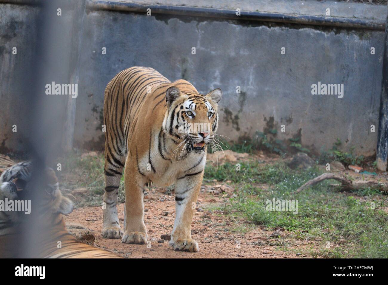 Tiger in natura habitat. La tigre maschio testa a piedi sulla composizione.splendida tigre del Bengala, regina tiger Foto Stock