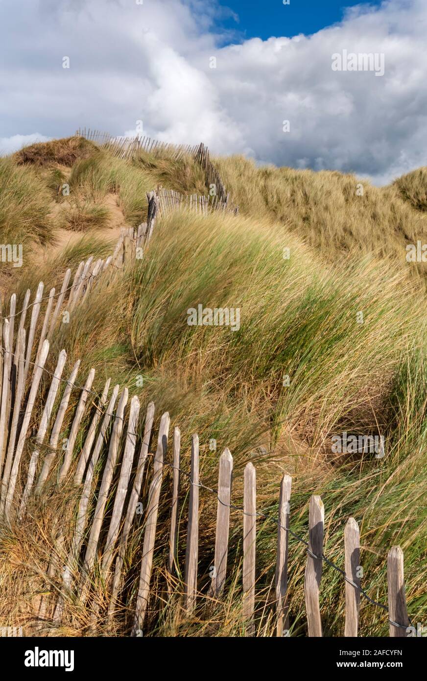 Northam Burrows Country Park, dune di sabbia e erbe di marram con recinzioni, North Devon, South West, UK Foto Stock