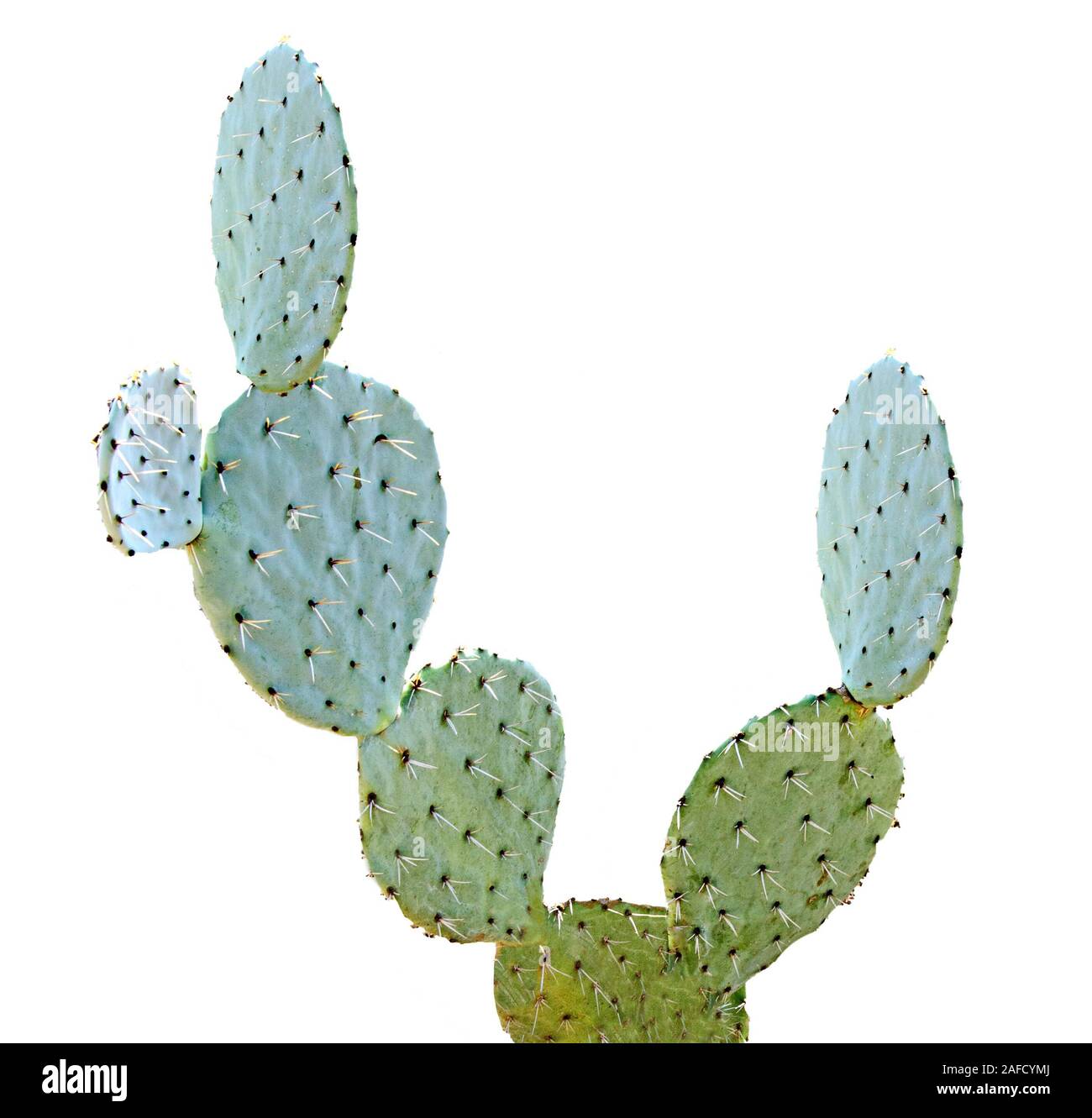 Cactus isolato su sfondo bianco Foto Stock