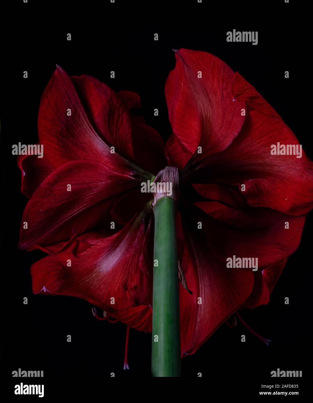 Studio Close Up rosso fiore Amaryllis Foto Stock