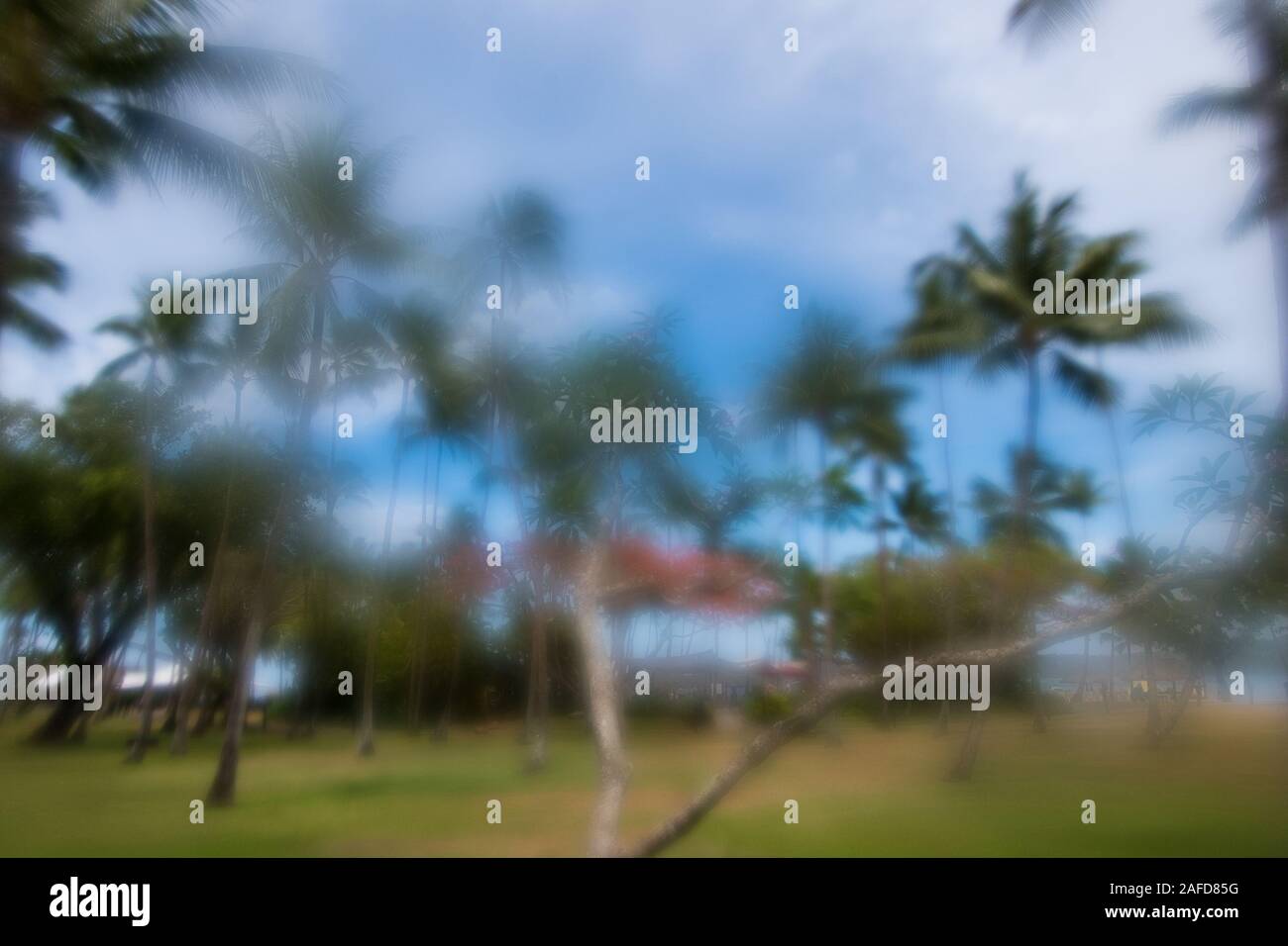 Palme a la Shangri in Fiji Foto Stock