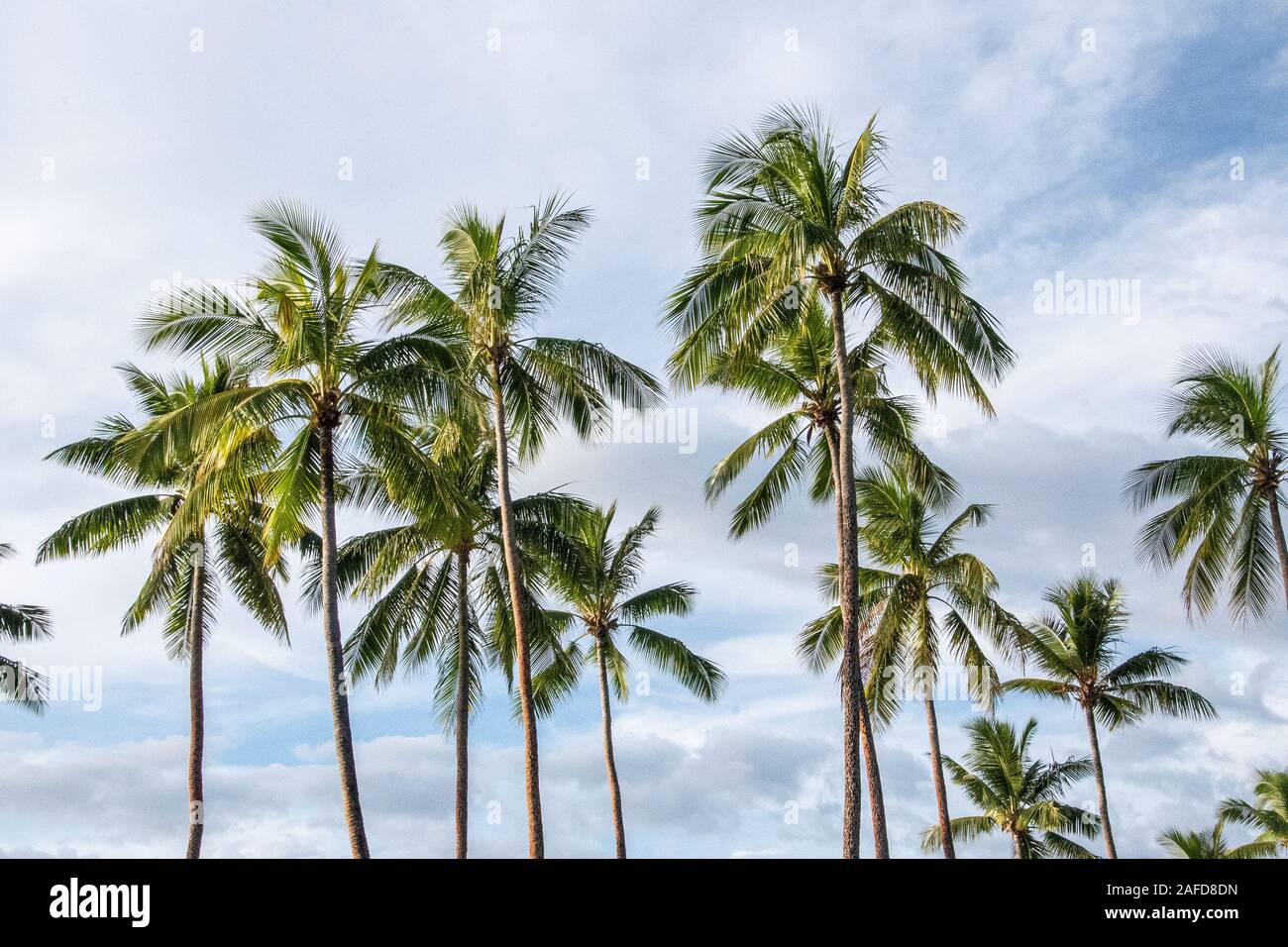 Palme a la Shangri in Fiji Foto Stock