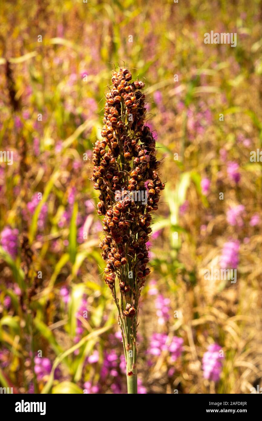 Etiopia, Tigray, Azhera, agricoltura, testa di semi di sorgo impianto pronto per la mietitura Foto Stock