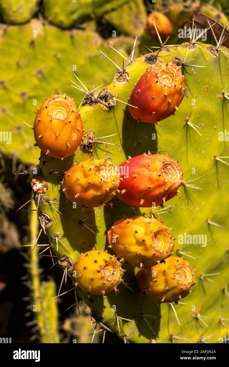 Etiopia, Tigray, Adigrat, Beles, ficodindia cactus frutta, Opuntia ficus-indica mature pronte per la mietitura Foto Stock