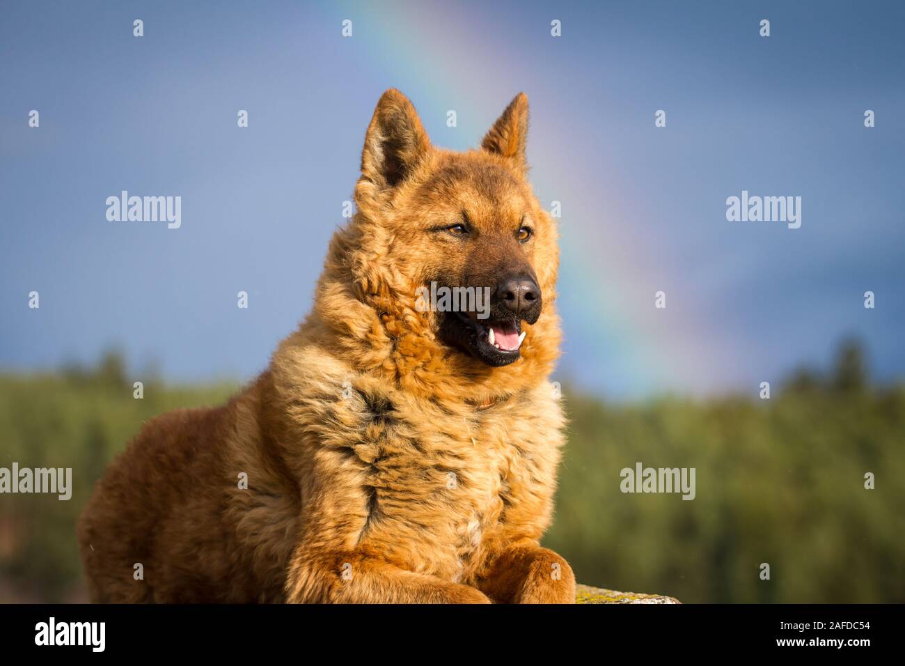 Westerwälder Kuhhund, Old German Sheepdog Foto Stock