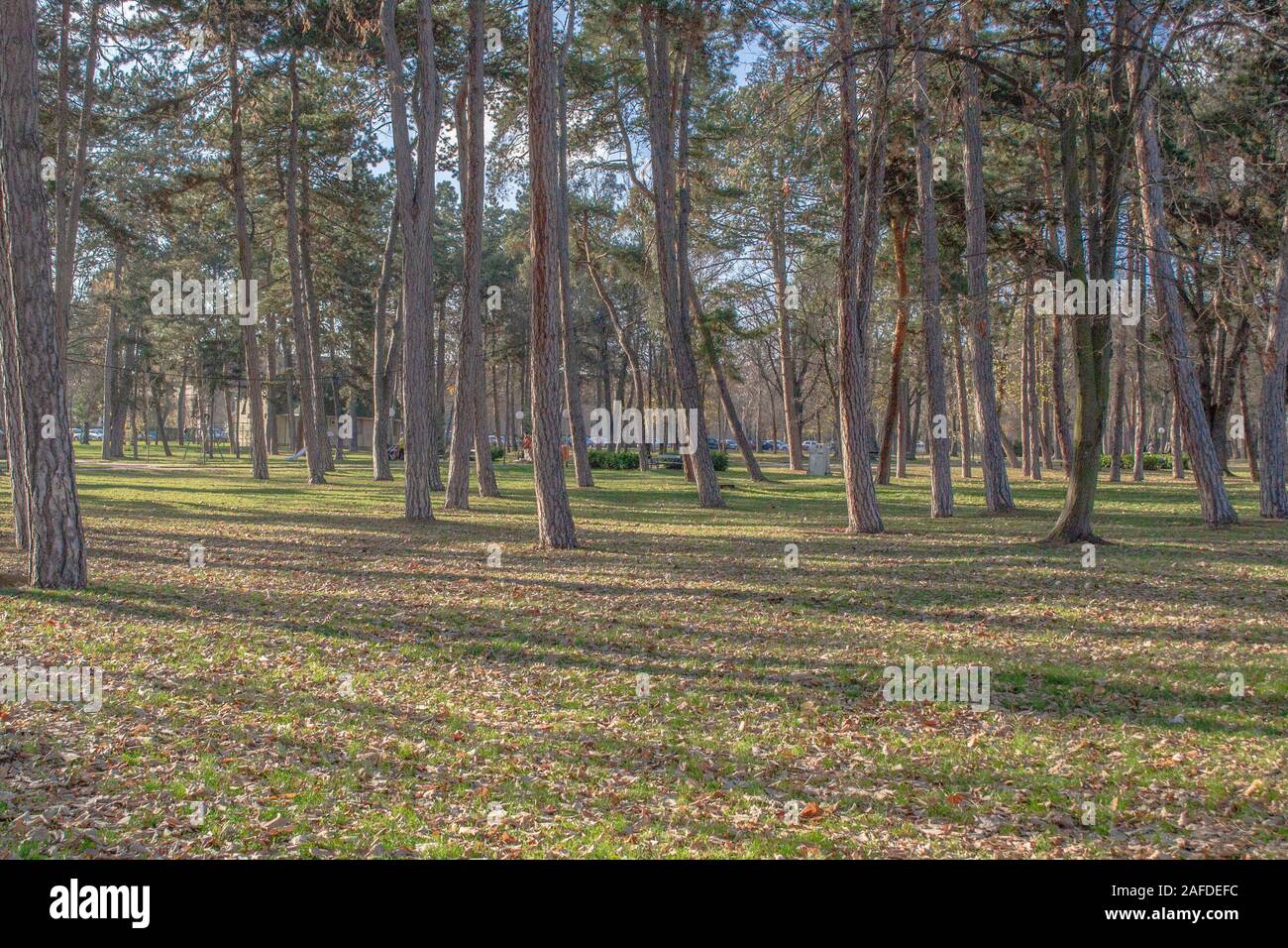 Parco di alberi in autunno, Kragujevac, Serbia Foto Stock