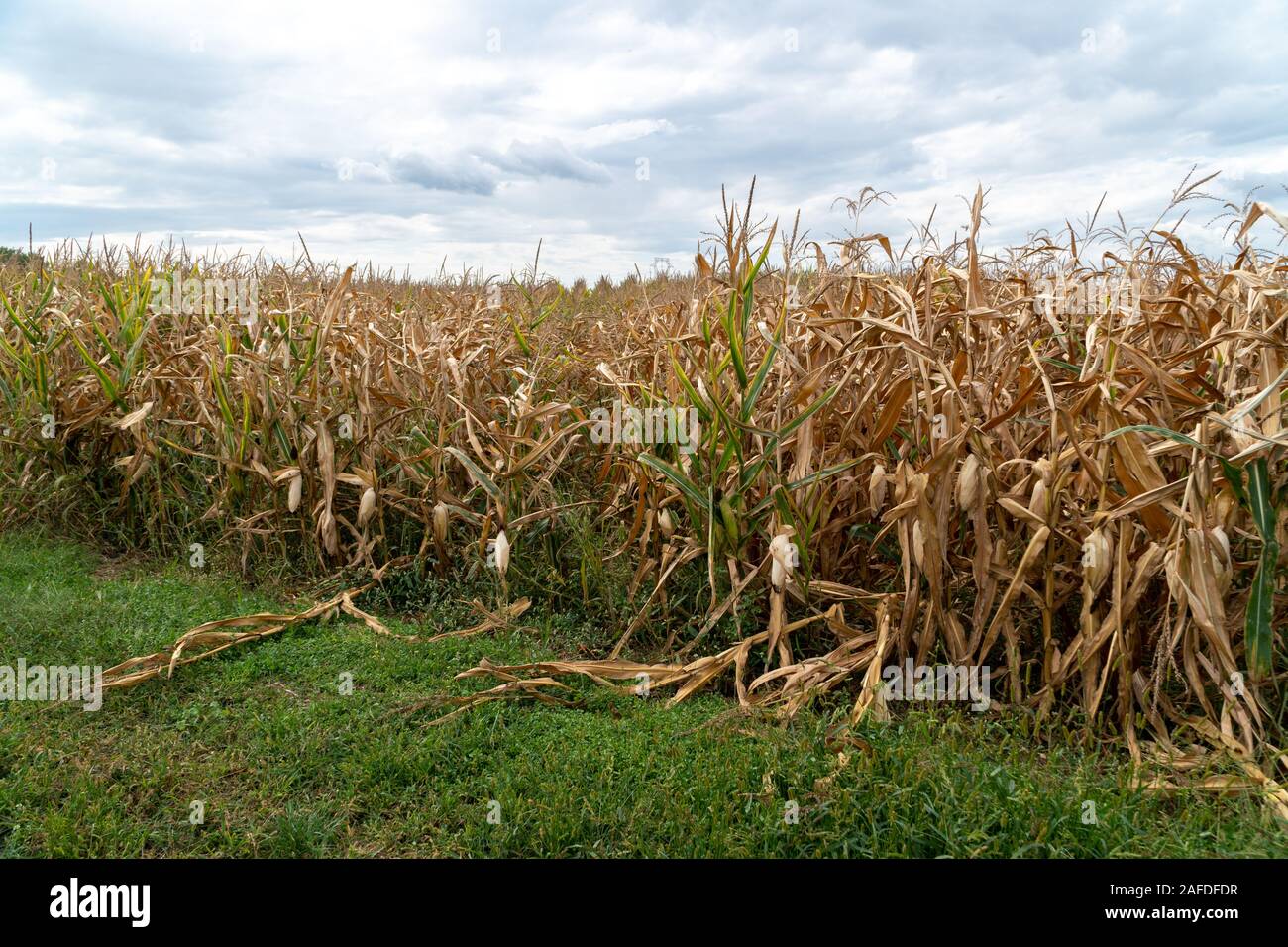 Vecchio mais in cornfield con piccioli e orecchie cresciuto e asciutto in Germania Foto Stock