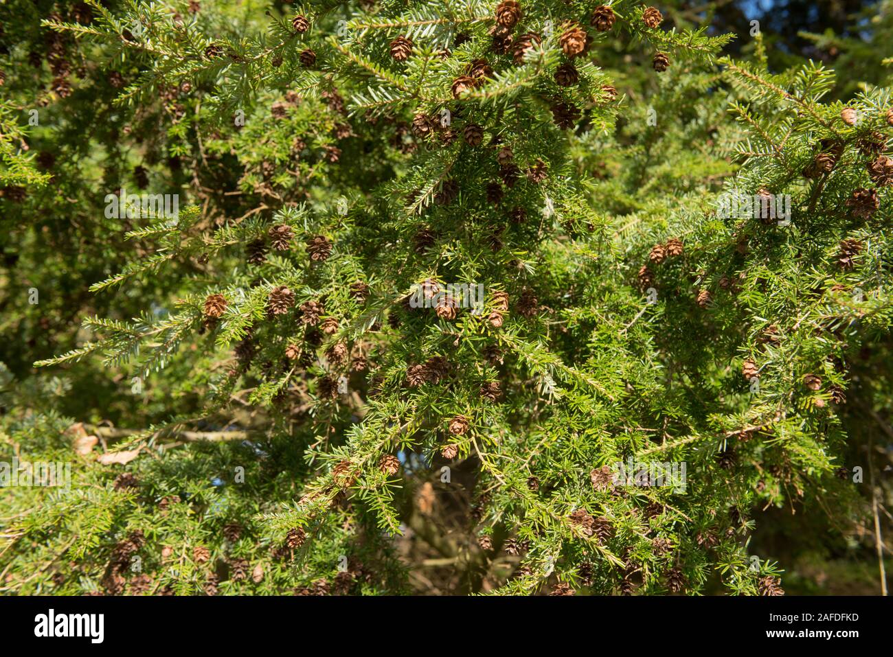 Fogliame della conifera sempreverde Western Hemlock Tree (Tsuga heterophylla) con un luminoso cielo azzurro sfondo in un bosco giardino Foto Stock