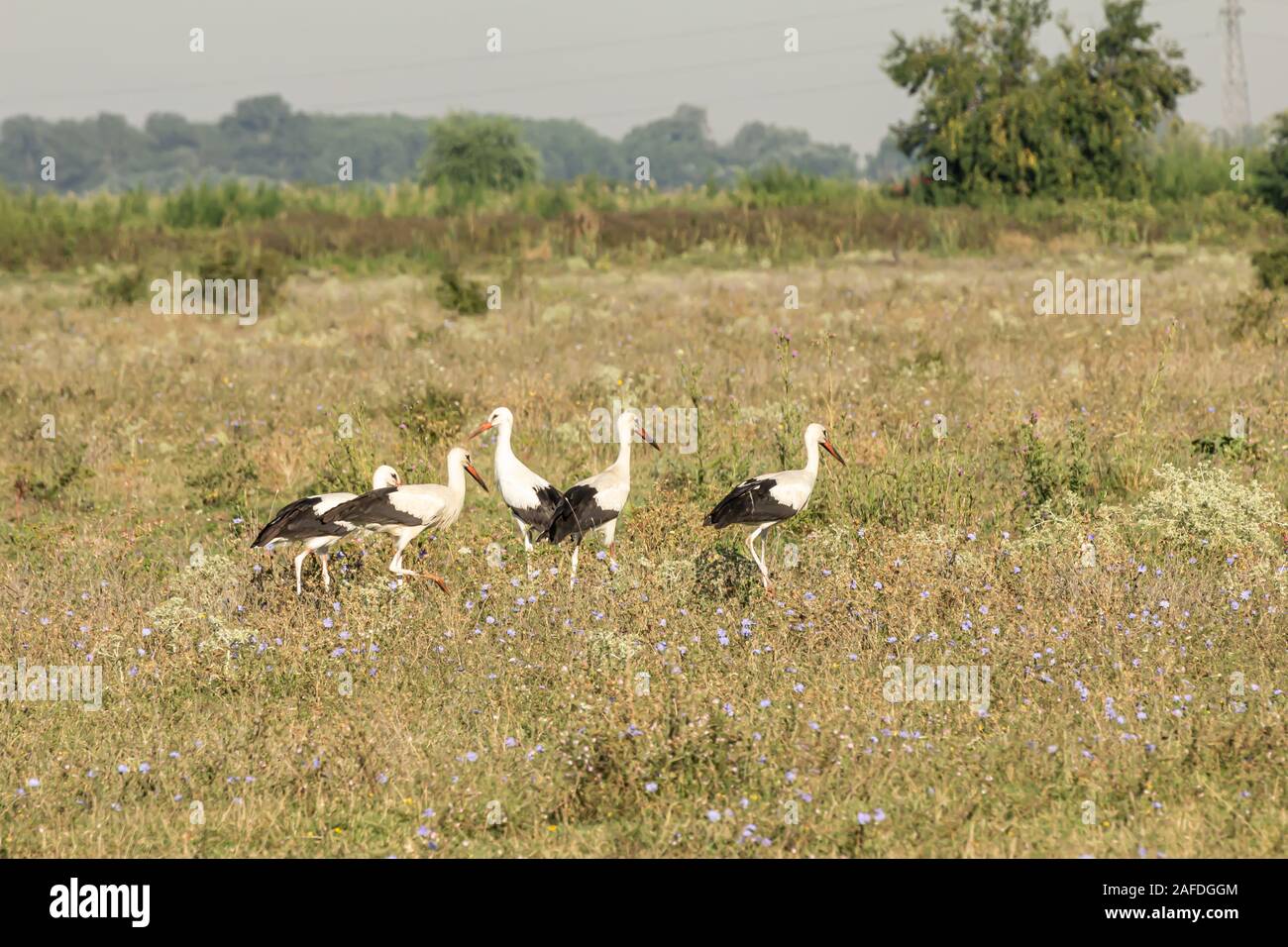 Cicogna bianca, Ciconia ciconia, grande uccello, Stork famiglia Ciconiidae. Il suo piumaggio è prevalentemente bianco con il nero sulle ali. Animalia, Chordata, Aves, CIC Foto Stock