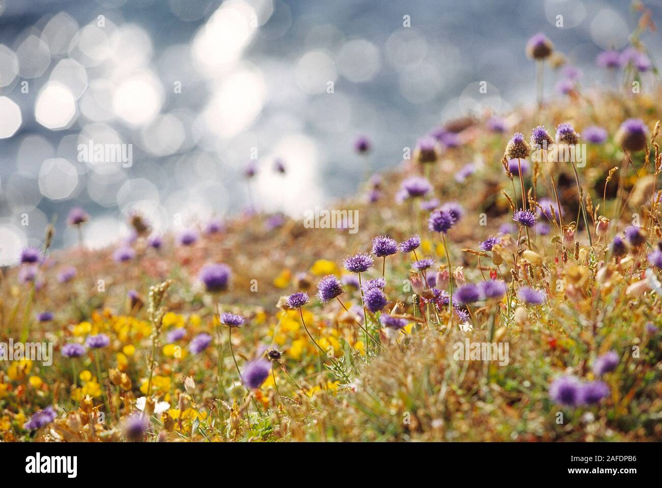 Isole del Canale. Guernsey. Herm island. Le pecore selvatiche di fiori di bit su una scogliera. Foto Stock