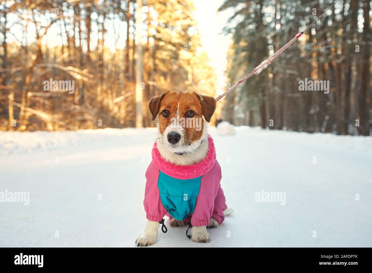 Jack Russell Terrier cane in inverno all'aperto. Foto Stock