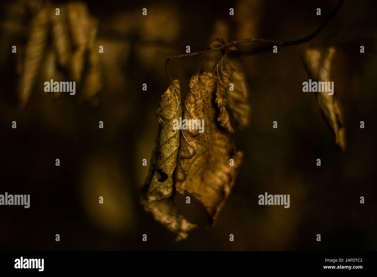 Un concetto di natura riprese: foglie differenti sullo stesso ramo Close Up Foto Stock