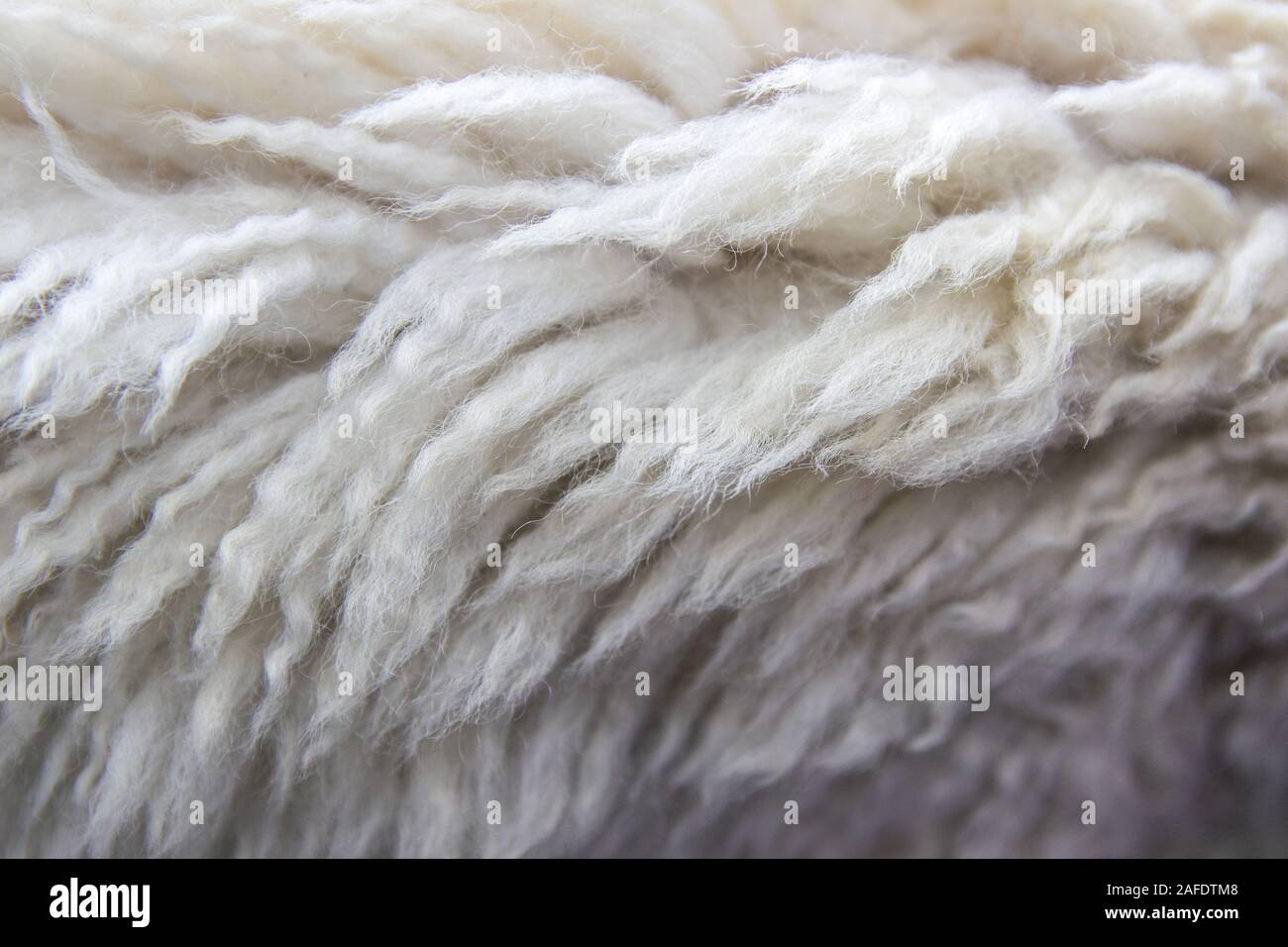 Lana bianca texture di sfondo, lana di cotone bianco naturale di lana di  pecora Foto stock - Alamy