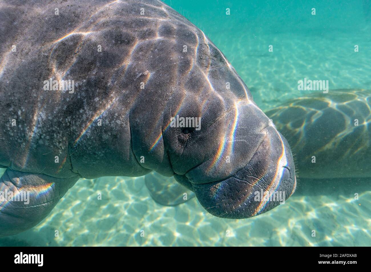 Un ampio e cordiale, giocoso West Indian lamantino (Trichechus manatus) si avvicina alla telecamera per il suo vicino. Foto Stock