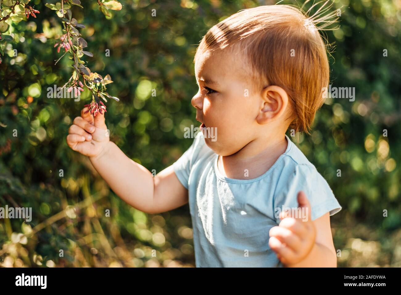 Baby boy tocca foglie verdi. Stile di vita homeschooling, eco vita cosciente, vicino alla natura dello sviluppo. Giornata di sole Foto Stock