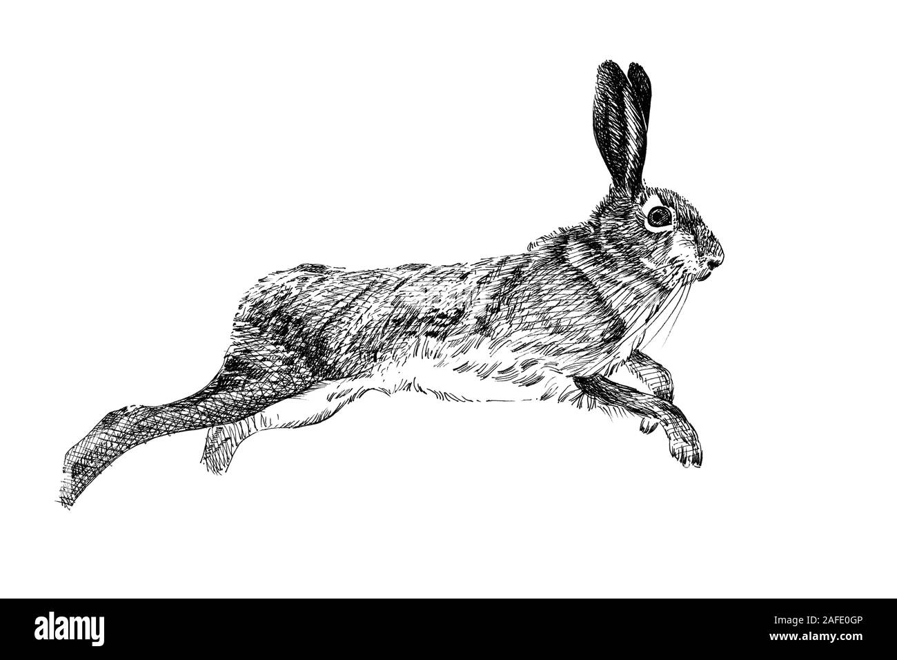 Disegnata a mano lepre, disegna la grafica illustrazione in bianco e nero su sfondo bianco (originali, senza tastatura) Foto Stock