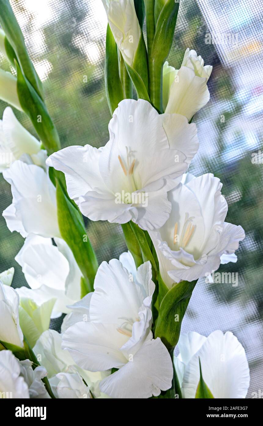 White Gladiolus imbricatus fiore, close up Foto Stock