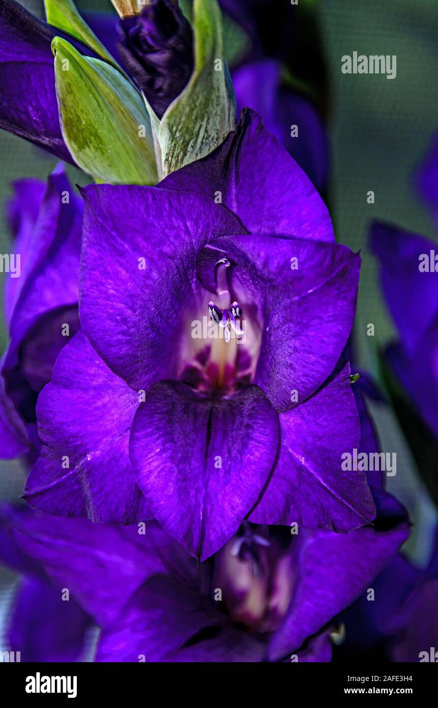 Blue Violet Gladiolus imbricatus fiori, vicino alla finestra, chiudere verso l'alto. Foto Stock