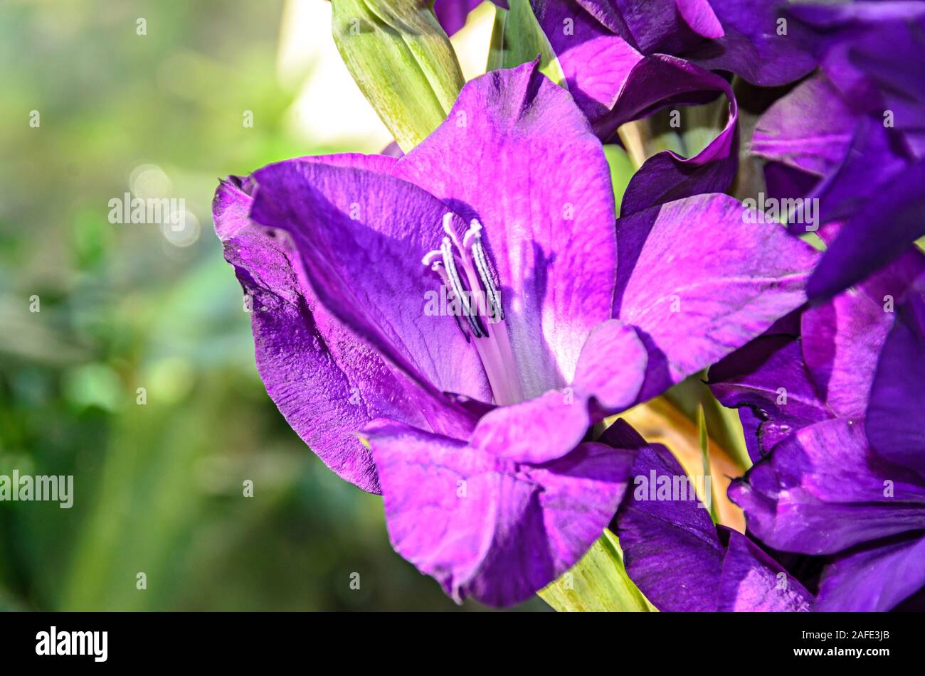 Blue Violet Gladiolus imbricatus fiori, vicino alla finestra, chiudere verso l'alto. Foto Stock