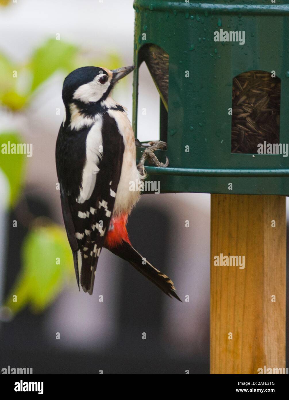 Picchio rosso maggiore presso il seme degli alimentatori Foto Stock