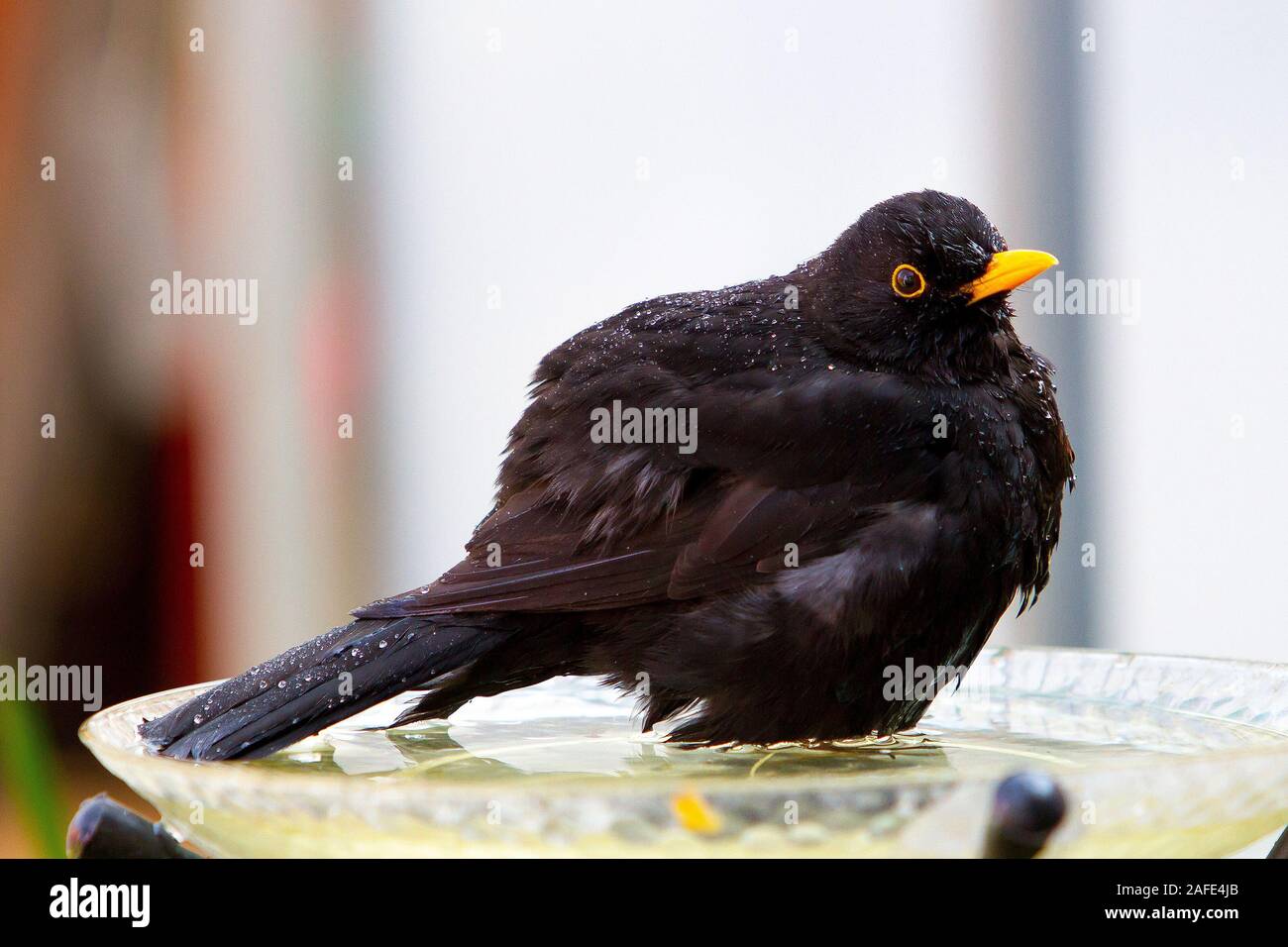 Blackbird nel Bagno uccelli Foto Stock