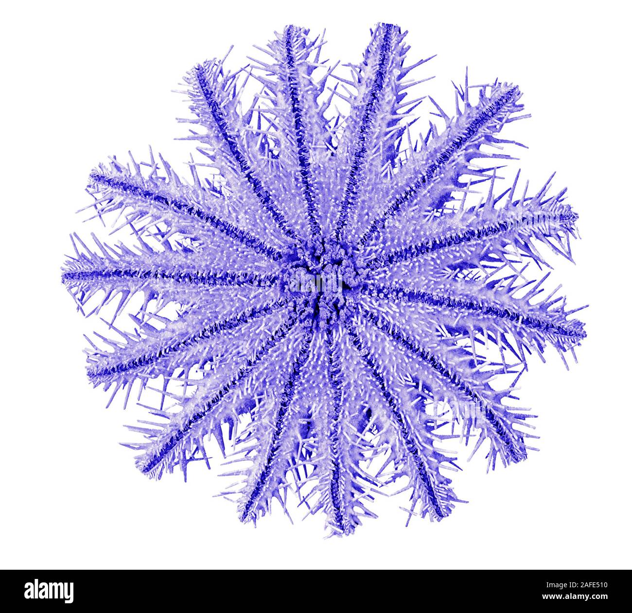 La corona di spine stella di mare isolato su sfondo bianco Foto Stock