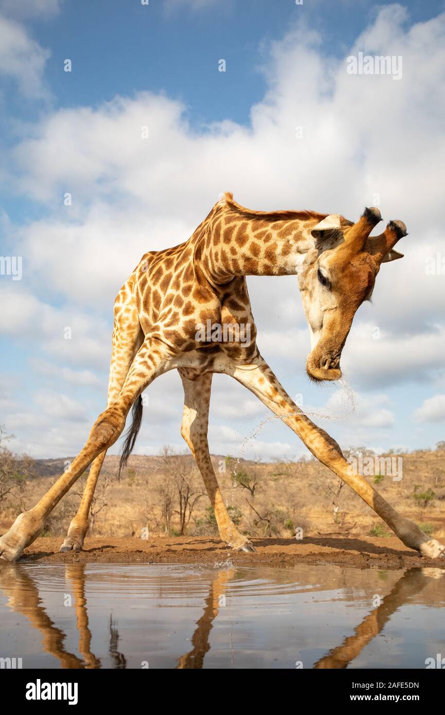 Una giraffa solleva la sua testa con un getto di acqua dopo aver bevuto da un pool Foto Stock