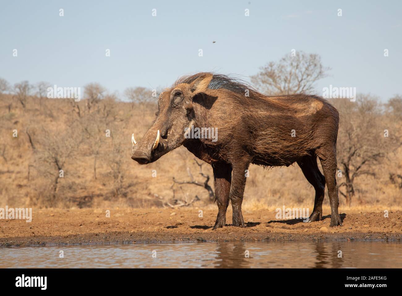 Un comune warthog in piedi dal lato di una piscina dopo una vasca da bagno Foto Stock