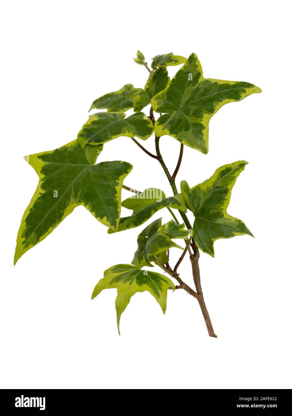 Giallo variegato delle foglie di hardy evergreen edera rampicante, Hedera helix 'Goldchild' su sfondo bianco Foto Stock