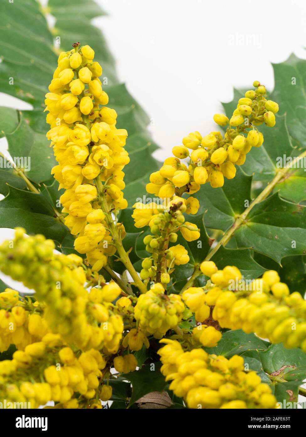 Montante picchi di fiori della fioritura invernale, leavef pungenti hardy arbusto sempreverde, Mahonia x media "sole invernale". Foto Stock