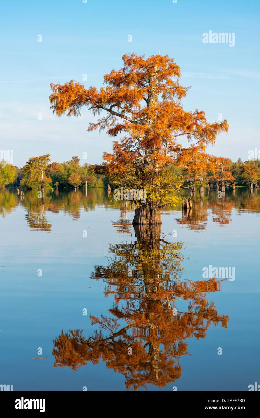 Caduta Cipresso in caduta delle foglie con cielo blu e speculare riflesso nell'acqua Foto Stock