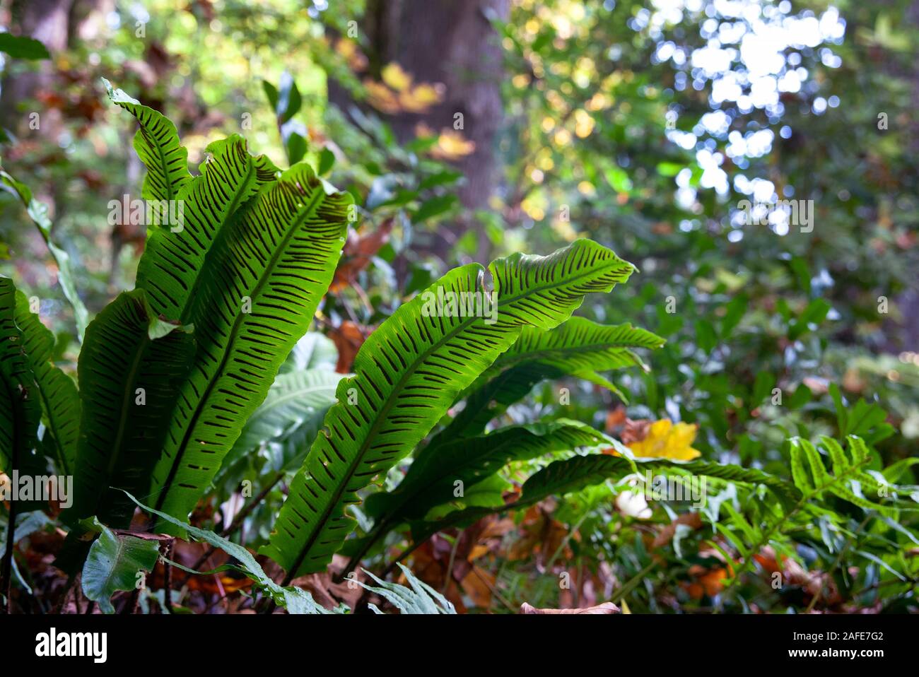 Foglie di felce con spore. Foto Stock