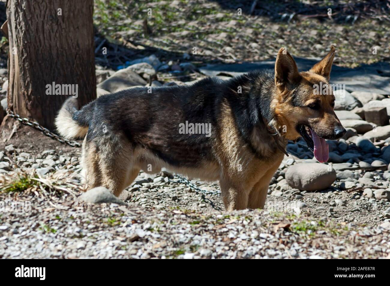 A parità di pastore tedesco cane stand ed attende il suo maestro, la cittadina di Teteven, Bulgaria Foto Stock