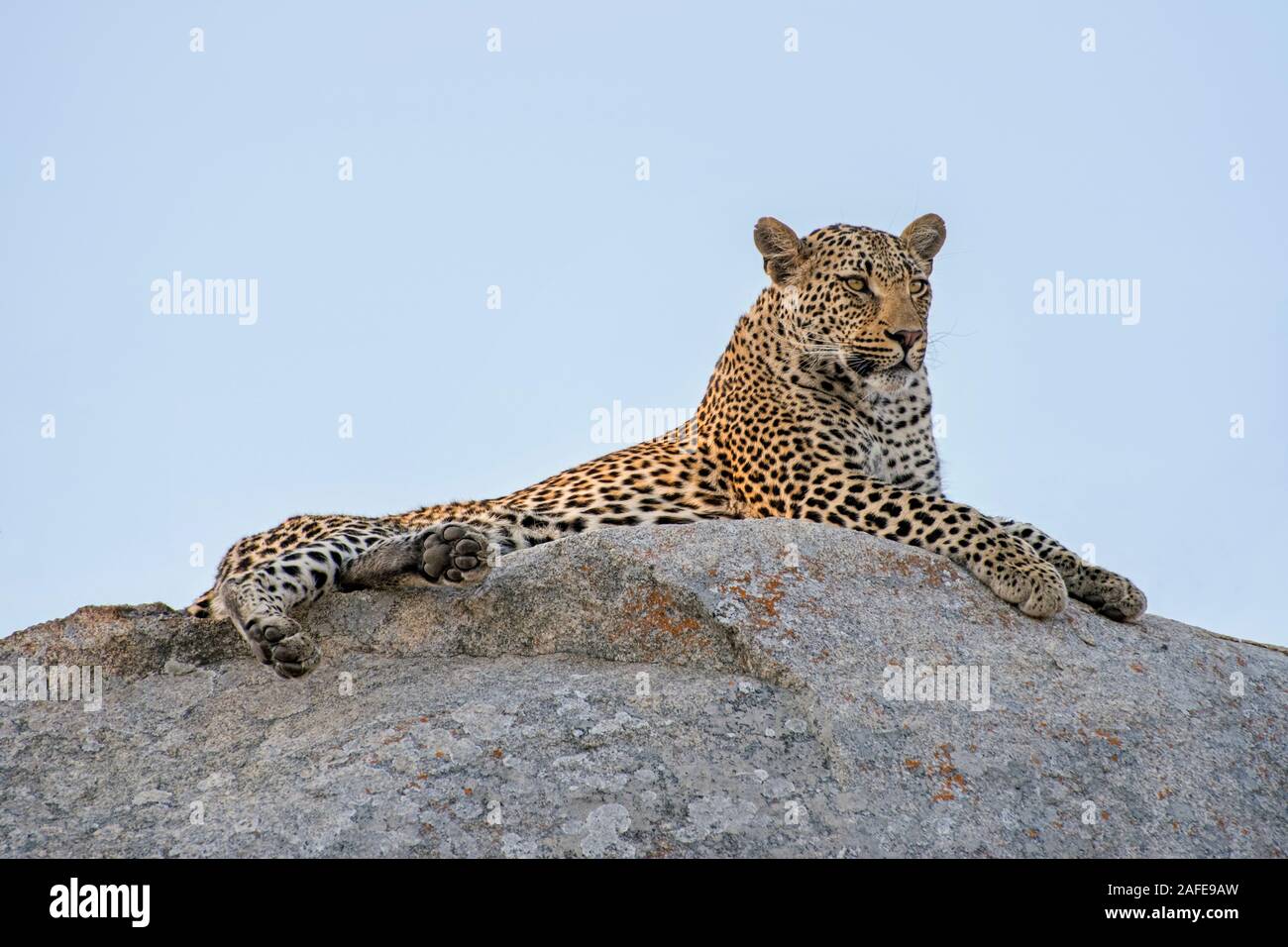 Maschio di rilevazione di Leopard il suo dominio sulla cima di una sporgenza rocciosa in Sud Africa Foto Stock