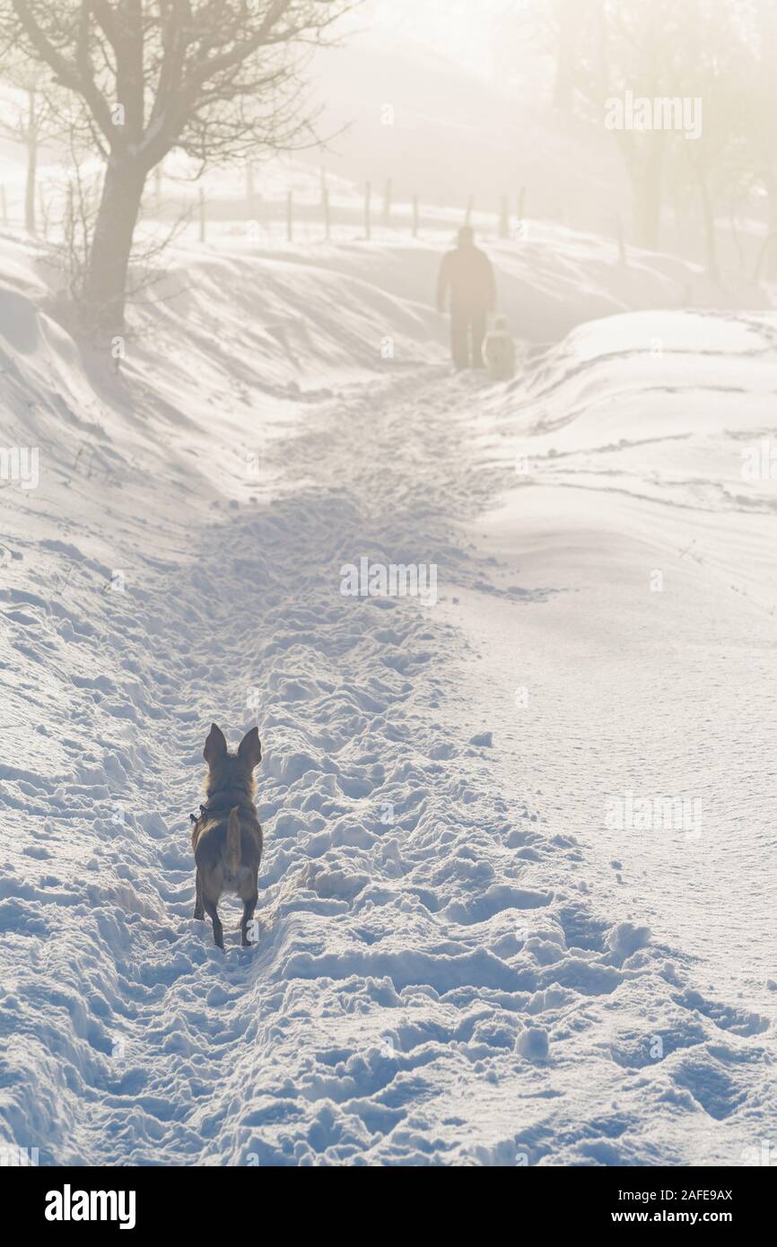 Piccolo cane osservando un altra persona con il suo cane di andare via su un paese nevoso trail. Animali domestici, escursionismo, stagionali e obbedienza formazione concetti. Foto Stock