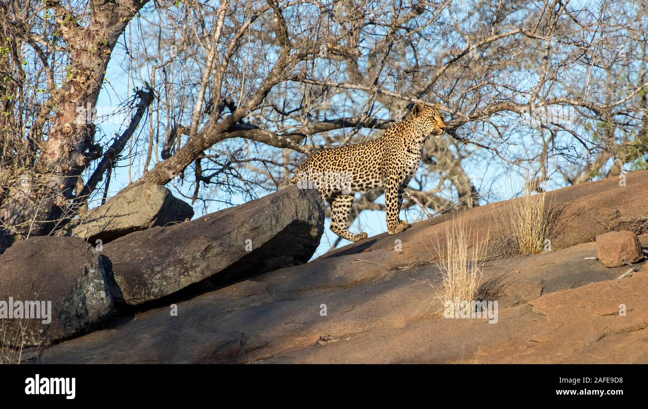 Leopaerd maschio aggirava una dorsale in Mala Mala, Sud Africa Foto Stock