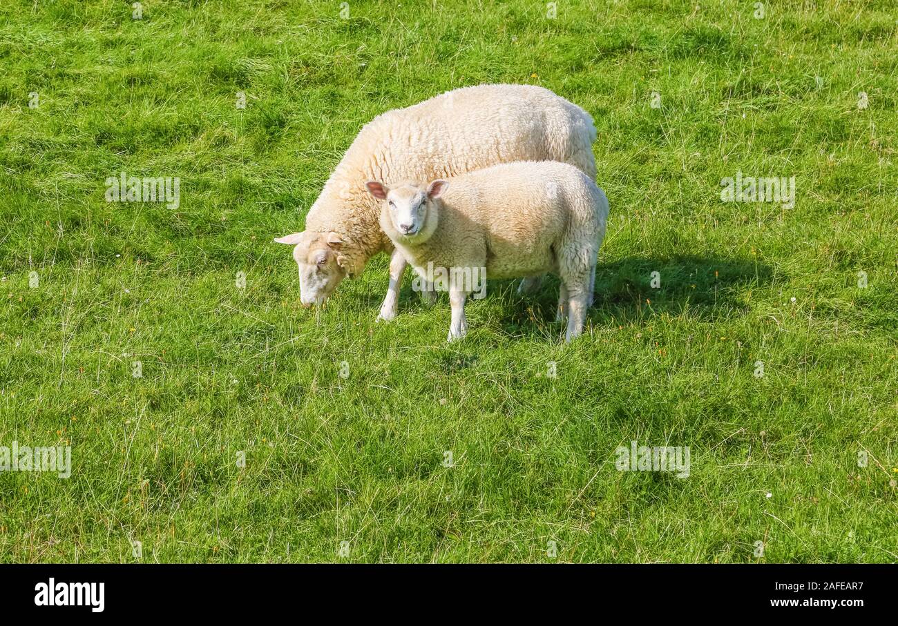 Pecora con agnello in Frisia orientale dietro la diga sul Mare del Nord. Foto Stock