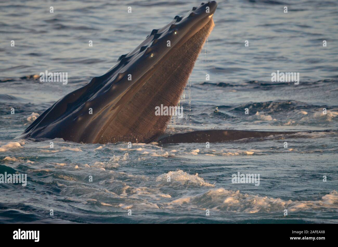 Primo piano di una megattera di fanoni che crescono verso il basso a partire da una mascella superiore. (Megaptera novaeangliae) Copyspace, Foto Stock