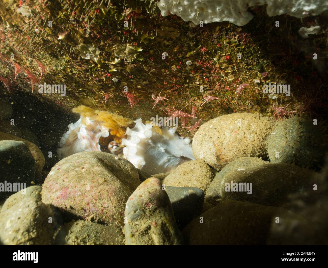 Vita della barriera corallina - Banda Mare, Indonesia Foto Stock