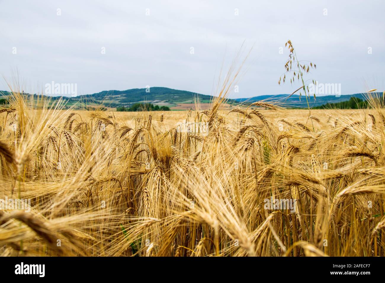 Campi di grano in Auvergne Foto Stock