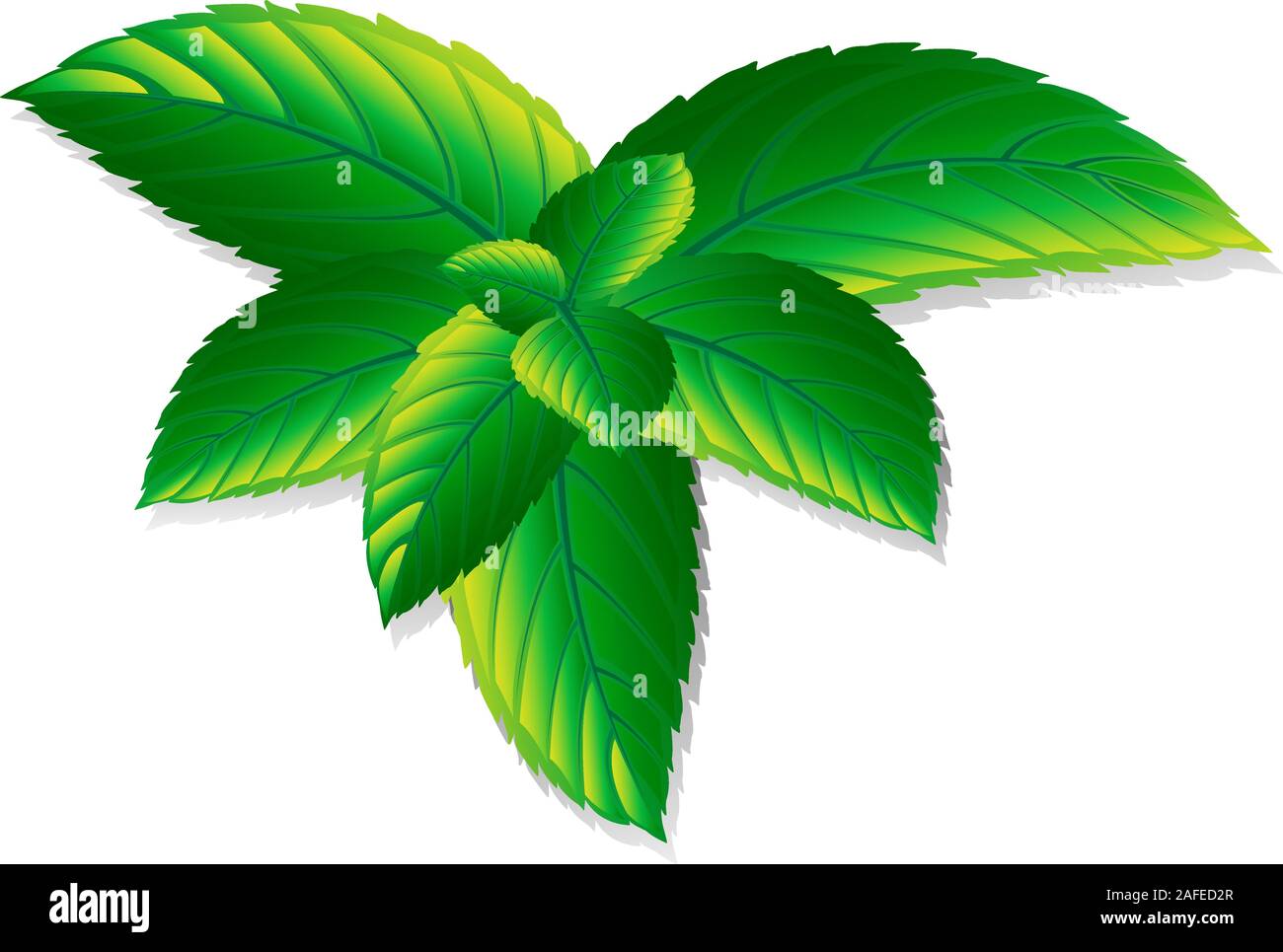 Vettore di foglie di menta fresca su uno sfondo bianco. Mentolo aroma sani. Natura a base di erbe impianto. Verde menta verde foglie. Illustrazione Vettoriale