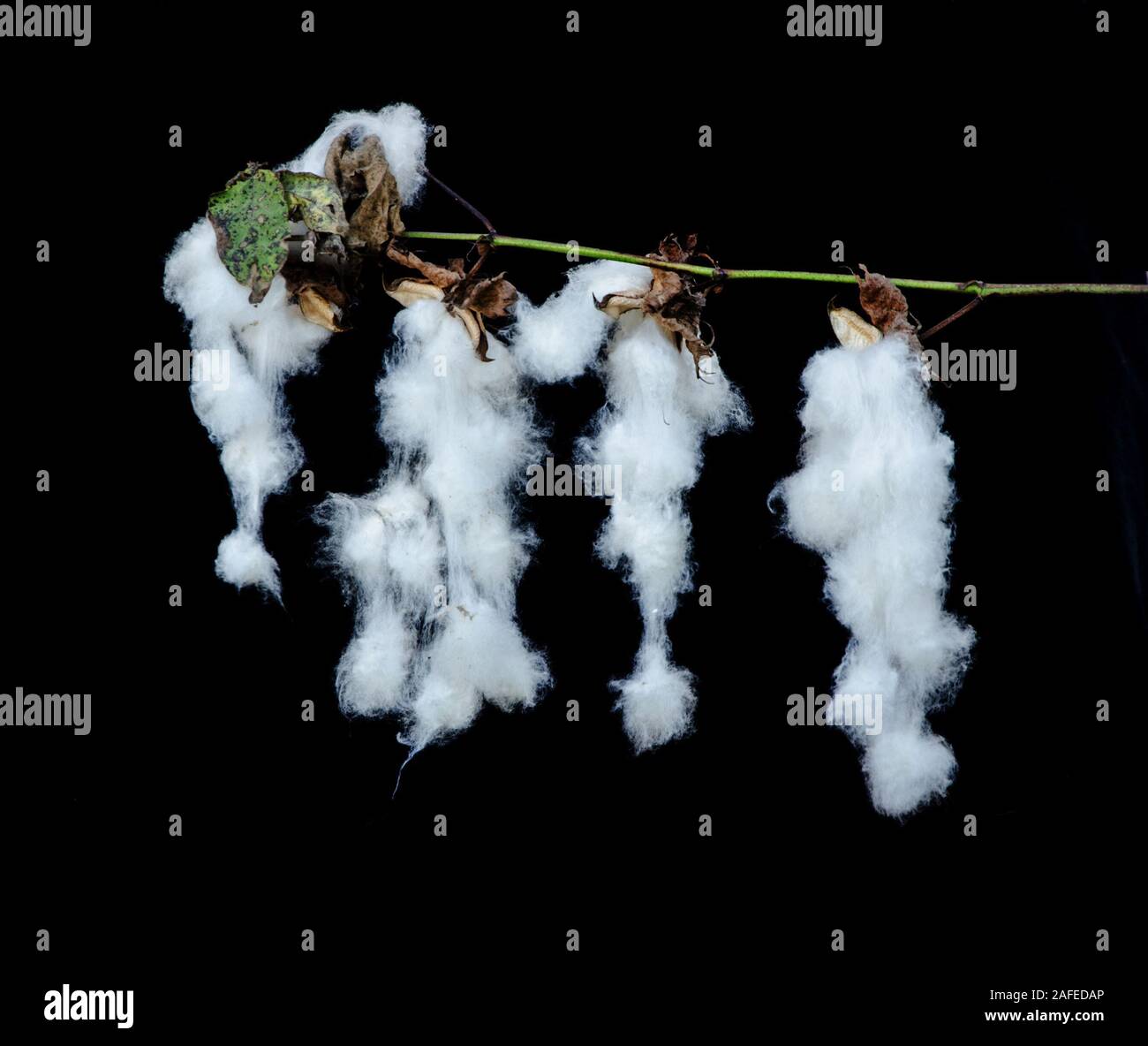 In prossimità della pianta di cotone con bolls Foto Stock