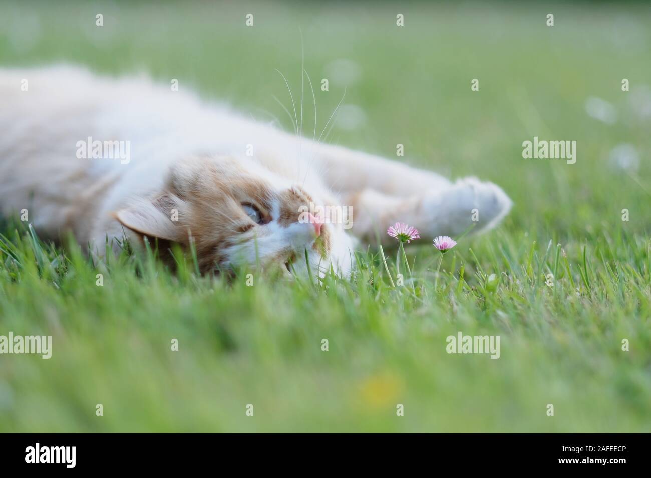 Big cat rosso-bianco giace su un prato verde tra le erbe e margherite Foto Stock Big cat rosso-bianco giace su un prato verde tra le erbe e margherite Foto Stock